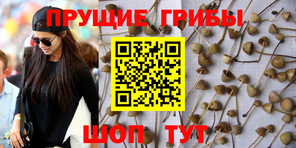 Владикавказ  Галлюциногенные грибы Psilocybine cubensis  цена наркотик  Вход с VPN 